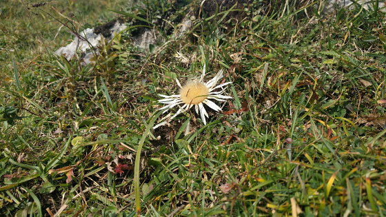 Distel auf dem Miesingsattel