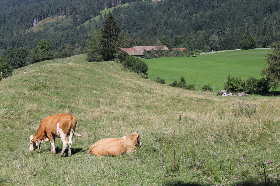 Kühe auf den Weiden bei Hohenleiten